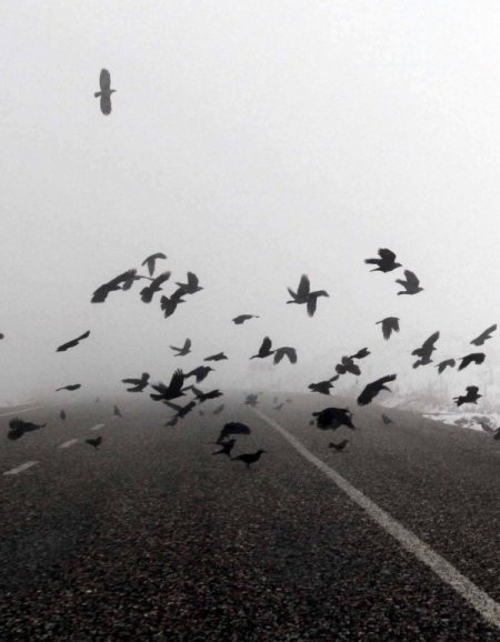 Aç kalan kargalar yolda can veriyor