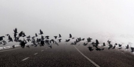 Aç kalan kargalar yolda can veriyor
