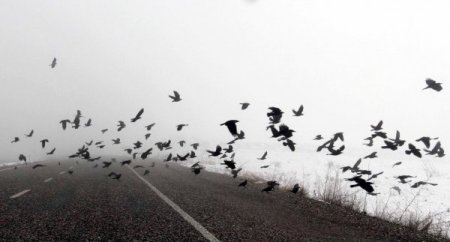 Aç kalan kargalar yolda can veriyor