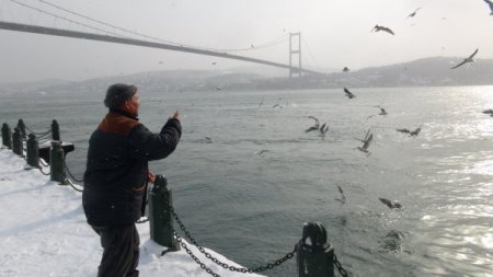 Aç Kalan Martıların İmdadına 'Yaşlı' Eller Yetişti