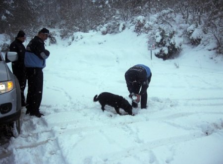 Aç Kalan Sokak Hayvanlarının İmdadına Zabıta Yetişti