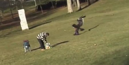 Açgözlü kartal parktaki çocuğu kaçırmaya kalktı!