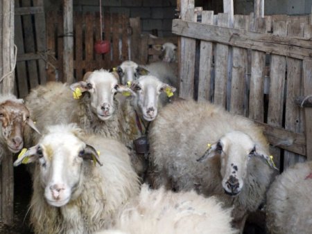 Acıpayam Kaymakamlığı hayvan desteklerine devam ediyor