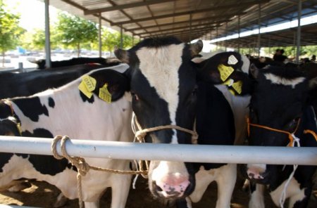 Acıpayam Kaymakamlığı hayvan desteklerine devam ediyor