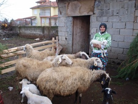 Acıpayam Kaymakamlığı hayvan desteklerine devam ediyor