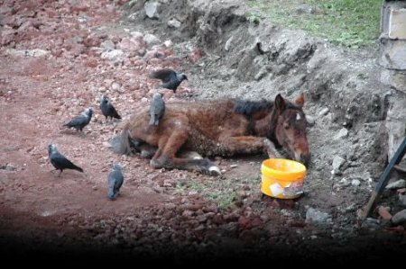 Açlıktan Halsiz Düşen Tay Az Daha Kargalara Yem Oluyordu