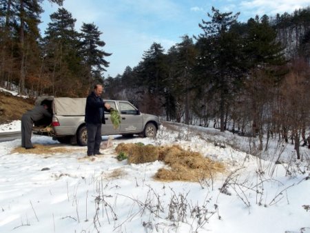 Açlıktan Yollarda Telef Olan Kuşlar İçin Yem Bırakıldı