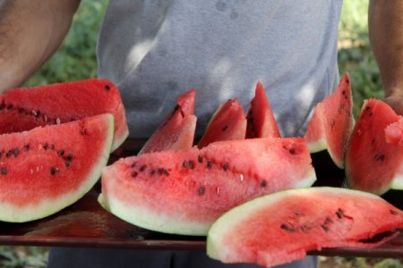 Adana karpuzunu ekenlere teşvik dönemi başladı