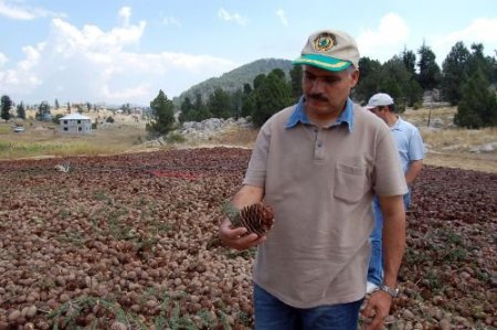 Adana'da 3 Bin 800 Ton Defne Yaprağı Üreten Orman Köylüsü 2 Milyon Tl Gelir Elde Etti