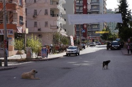 Adana'da başıboş köpek endişesi
