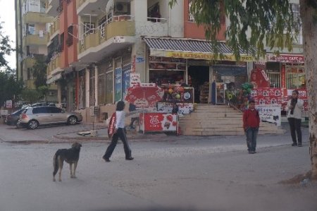 Adana'da başıboş köpek endişesi