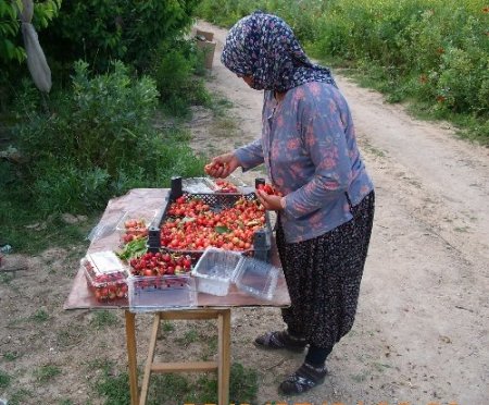 Adana’da kiraz hasadı başladı