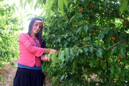 Adana’da kiraz hasadı başladı