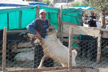 Adana'da Kurbanlık Fiyatları 500-800 Tl Arasında Değişiyor