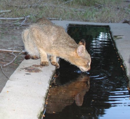 Adana'da nesli tükenmekte olan 71 saz kedisinin varlığı belirlendi