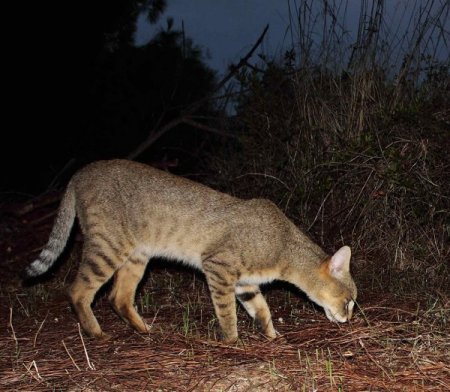 Adana'da nesli tükenmekte olan 71 saz kedisinin varlığı belirlendi