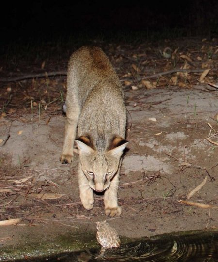 Adana'da nesli tükenmekte olan 71 saz kedisinin varlığı belirlendi