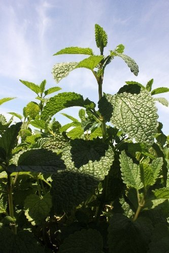 Adana’dan Almanya’ya tıbbi aromatik bitki ihracatı