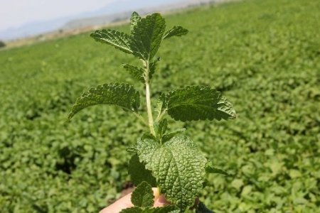 Adana’dan Almanya’ya tıbbi aromatik bitki ihracatı