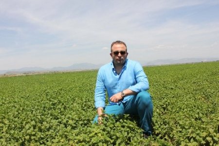 Adana’dan Almanya’ya tıbbi aromatik bitki ihracatı