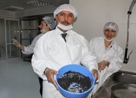 Adana’dan dünyaya Mersin balığı havyarı ihracatı