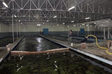 Adana’dan dünyaya Mersin balığı havyarı ihracatı