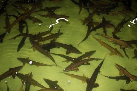 Adana’dan dünyaya Mersin balığı havyarı ihracatı