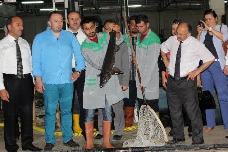 Adana’dan dünyaya Mersin balığı havyarı ihracatı