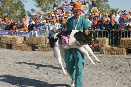 Adana'nın En Güzel İneğini Seçtiler