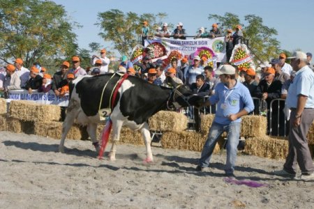 Adana'nın En Güzel İneğini Seçtiler