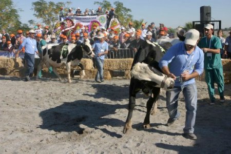 Adana'nın En Güzel İneğini Seçtiler