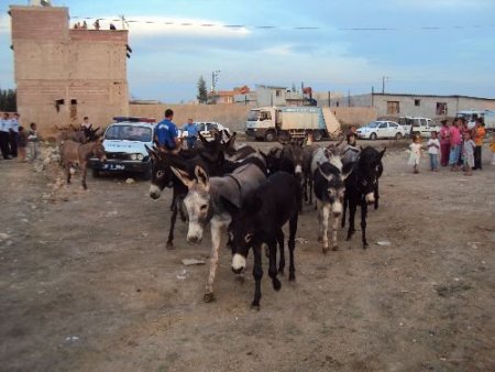 Adana'nın İmajı 'öğrencilere Eşek Eti Yedirilmesi' İle Zedelendi