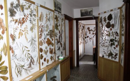 Adanın eşsiz koleksiyonuna rağbet yok (Özel)