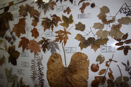 Adanın eşsiz koleksiyonuna rağbet yok (Özel)