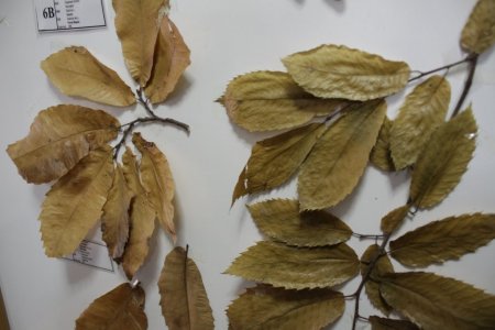 Adanın eşsiz koleksiyonuna rağbet yok (Özel)