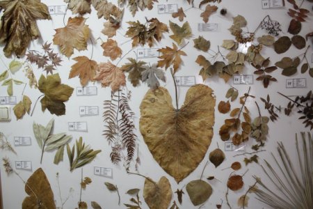 Adanın eşsiz koleksiyonuna rağbet yok (Özel)