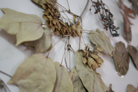 Adanın eşsiz koleksiyonuna rağbet yok (Özel)