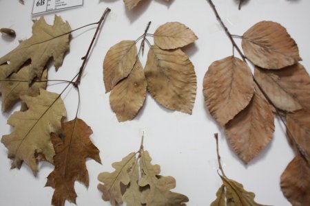 Adanın eşsiz koleksiyonuna rağbet yok (Özel)