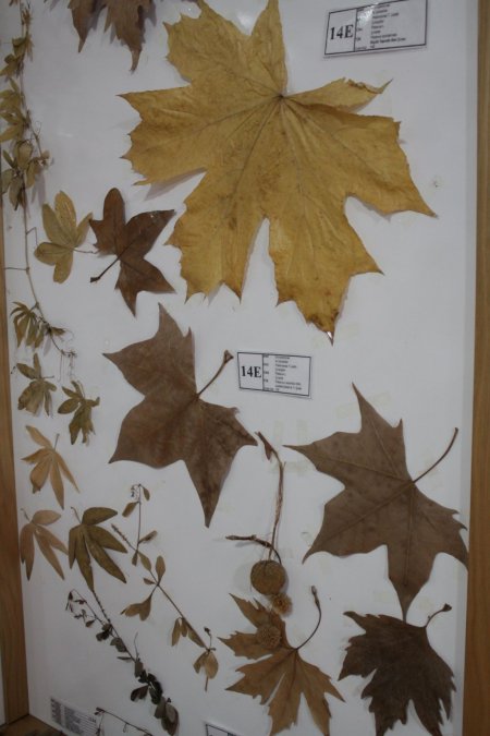 Adanın eşsiz koleksiyonuna rağbet yok (Özel)