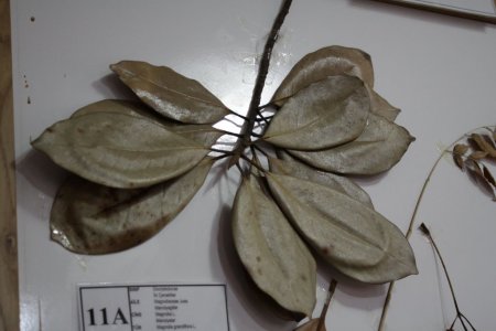 Adanın eşsiz koleksiyonuna rağbet yok (Özel)