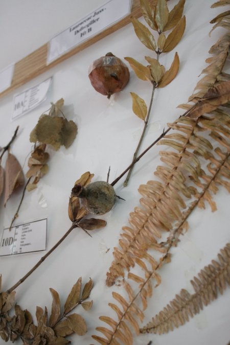 Adanın eşsiz koleksiyonuna rağbet yok (Özel)