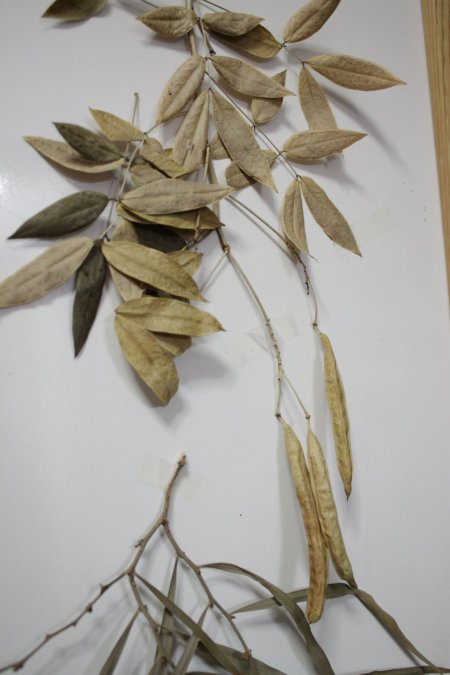 Adanın eşsiz koleksiyonuna rağbet yok (Özel)