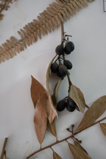 Adanın eşsiz koleksiyonuna rağbet yok (Özel)