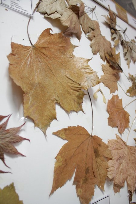 Adanın eşsiz koleksiyonuna rağbet yok (Özel)