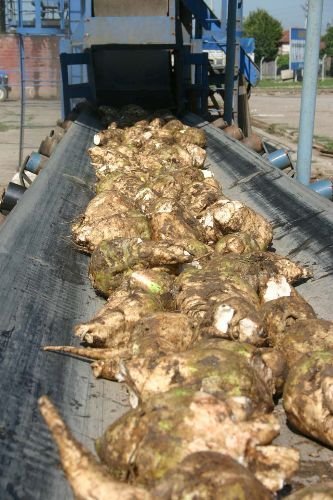 Adapazarı Şeker Fabrikası, 2009 Kampanya Döneminde 63 Bin Ton Şeker Üretecek