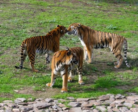 Adaptasyonunu tamamlayan Oscar, Luna ve İmbat'la buluştu