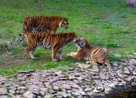 Adaptasyonunu tamamlayan Oscar, Luna ve İmbat'la buluştu