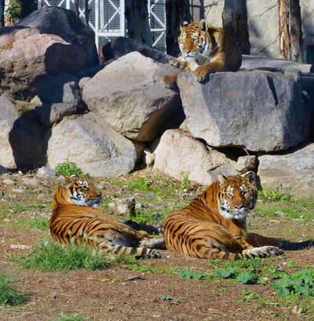 Adaptasyonunu tamamlayan Oscar, Luna ve İmbat'la buluştu