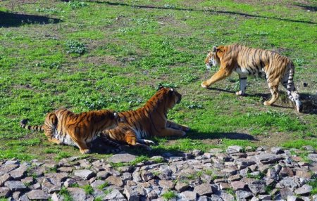 Adaptasyonunu tamamlayan Oscar, Luna ve İmbat'la buluştu