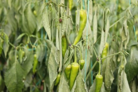 Adı terörle anılan Cudi Dağı eteklerinde şimdi seracılık yapılıyor